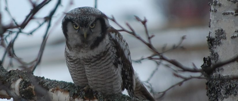 Prosjektleder sekretær